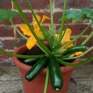 Courgette 'Royal Flush'