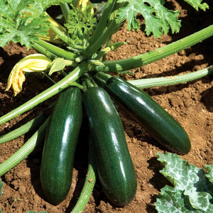 Courgette 'Astia Patio'