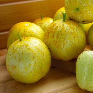 Cucumber 'Crystal Lemon'