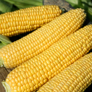 Sweetcorn 'Swift'