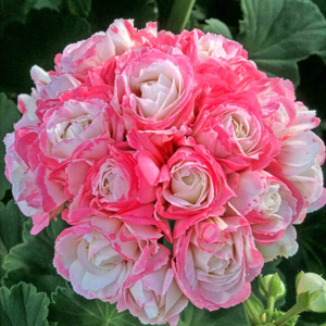 Geranium 'Apple Blossom'