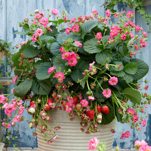 Strawberry 'Summer Breeze Cherry'