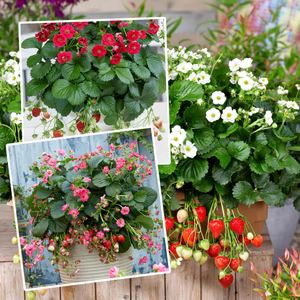 Strawberry 'Summer Breeze Mixed'