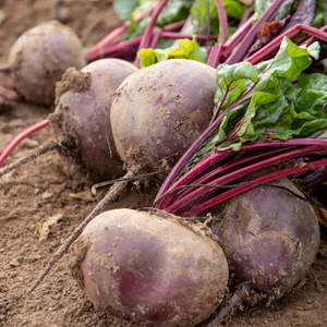 Beetroot 'Pablo'