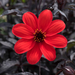Dahlia 'Mystic Enchantment'
