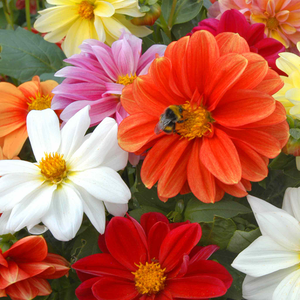 Dahlia 'Figaro Mixed'