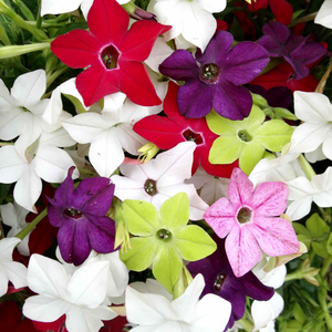 Nicotiana 'Perfume F1 Mixed'