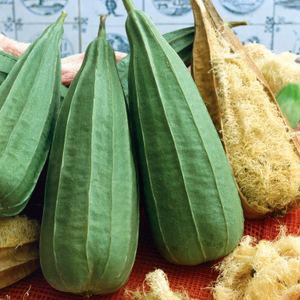 Loofah Plant