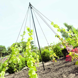Maypole Plant Support