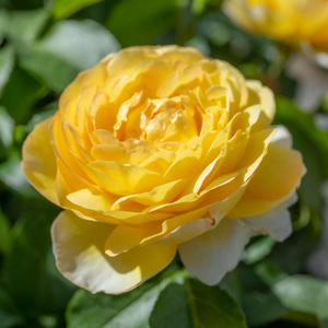 Rose Bush 'Belle De Jour'
