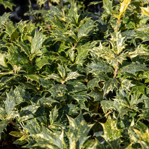 Osmanthus heterophyllus 'Goshiki'