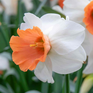 Daffodil Bulbs 'Chromacolour'