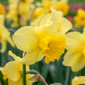 Daffodil Bulbs 'Golden Harvest'