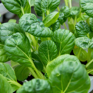 Chinese Salad Tatsoi 'Tah Tsai'