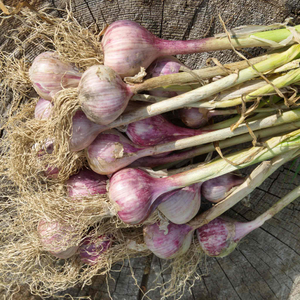 Autumn Planting Garlic Cloves 'Germidour'