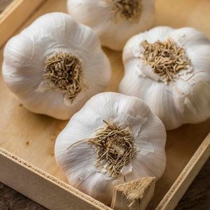 Autumn Planting Garlic Cloves 'Thermidrome'