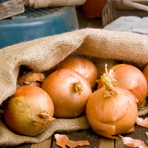 Autumn Planting Onion Sets 'Autumn Champion'