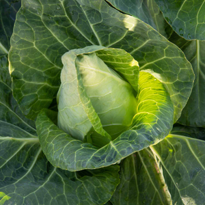 Spring Cabbage 'Duchy'