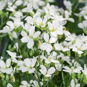 Arabis 'White'