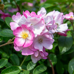 Rose ‘Ballerina’ (Shrub Rose)