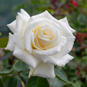 Rose ‘Icecream’ (Hybrid Tea Rose)