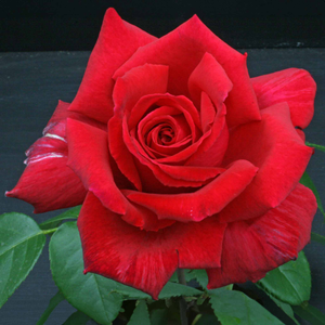 Rose ‘Velvet Fragrance’ (Hybrid Tea Rose)