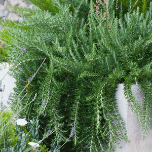 Rosemary 'Prostratus'