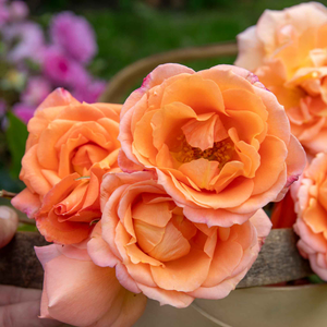 Rose ‘Precious Amber’ (Floribunda Rose)
