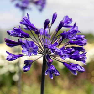 Agapanthus 'Africanus Big Blue'