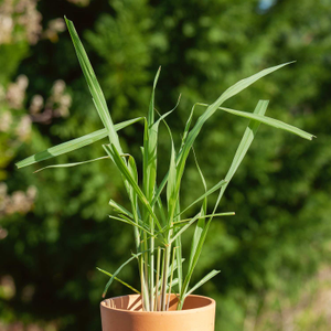 Lemon Grass Seeds