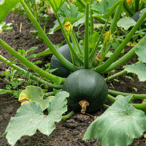 Courgette Seeds 'Eight Ball'