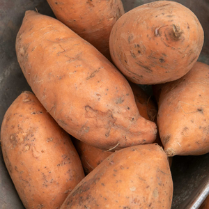 Rooted Sweet Potato 'Beauregard'
