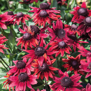 Rudbeckia 'Cherry Brandy'