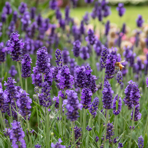 Lavender Plant 'Angustifolia Blue Spear'