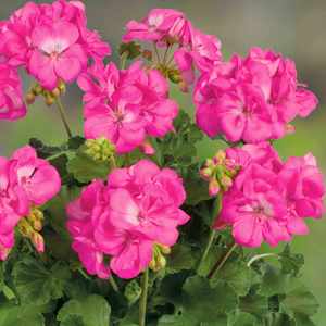 Geranium 'Galaxy Rose'