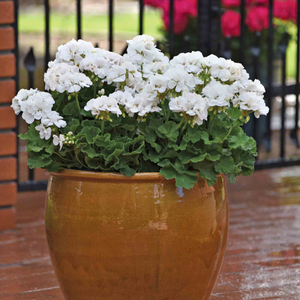 Geranium 'Galaxy White'