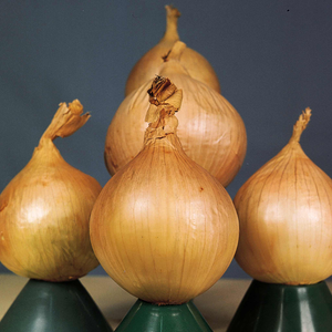 Onion 'Ailsa Craig'