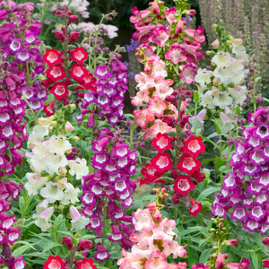 Penstemon 'Arabesque Mixed'