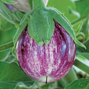 Aubergine 'Pinstripe'