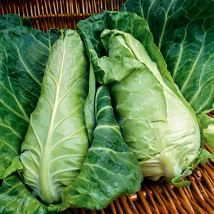 Spring Cabbage 'Wintergreen'