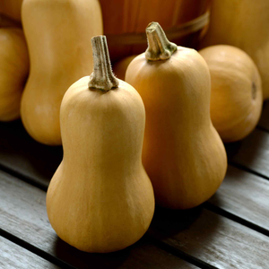 Squash 'Butternut Butter Baby'