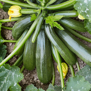 Courgette 'Jaguar' F1- Seeds