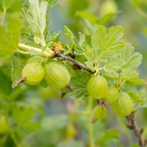 Gooseberry Standard 'Hinnonmaki Green'