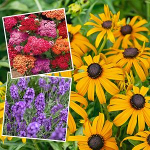 Marshalls 'Hot and Spicy Perennial Selection'