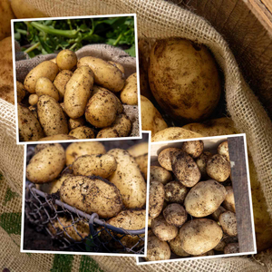 Seed Potato Christmas Harvest Collection