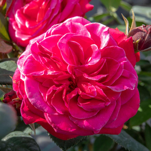 Rose Bush 'Timeless Charisma'
