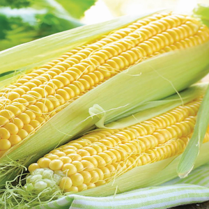 Sweetcorn Seeds 'Rising Sun'