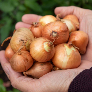 Autumn Planting Shallot Sets 'Yellow Moon'