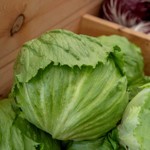 Lettuce 'Iceberg'