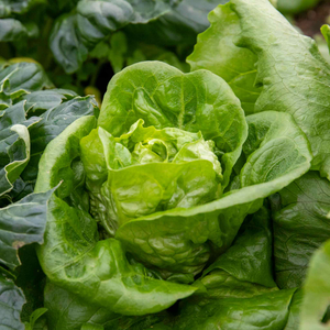 Lettuce 'Winter Gem'